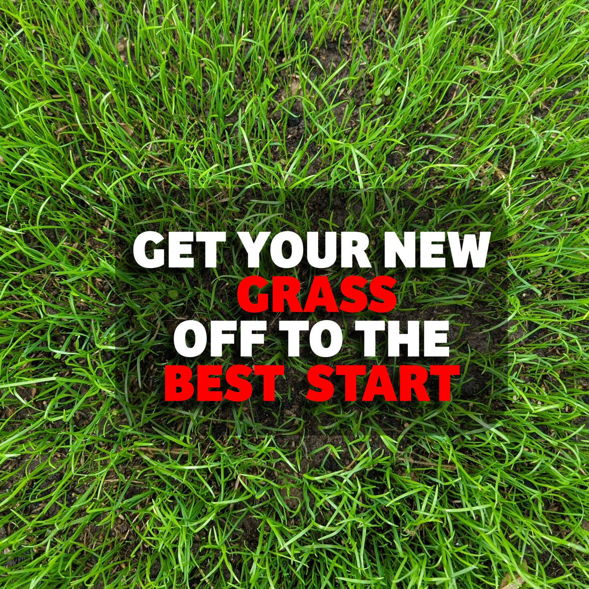 Pre - Seeder 6 - 9 - 6 - iGrow Carpet