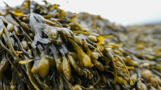 Feed Your Soil, Fuel Your lawn - The Power of iGrow Carpet Seaweed