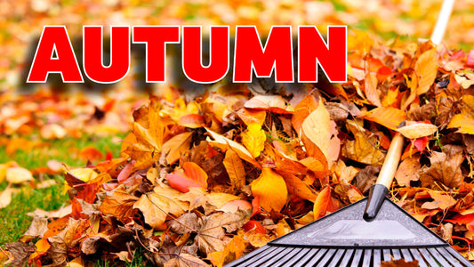 Autumn lawn care tips and tricks