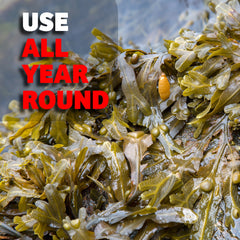 Close-up of seaweed with text 'USE ALL YEAR ROUND' overlayed.