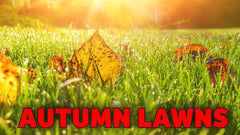 iGrow Carpet Autumn Box (2.5kg) - iGrow Carpet