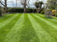 iGrow Carpet Spring Power Pack (2.5Kg)