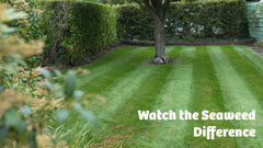 Seaweed Lawn Booster (Double Pack)