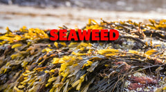 Robbie Recommends - Seeding Success Duo (2.5kg)