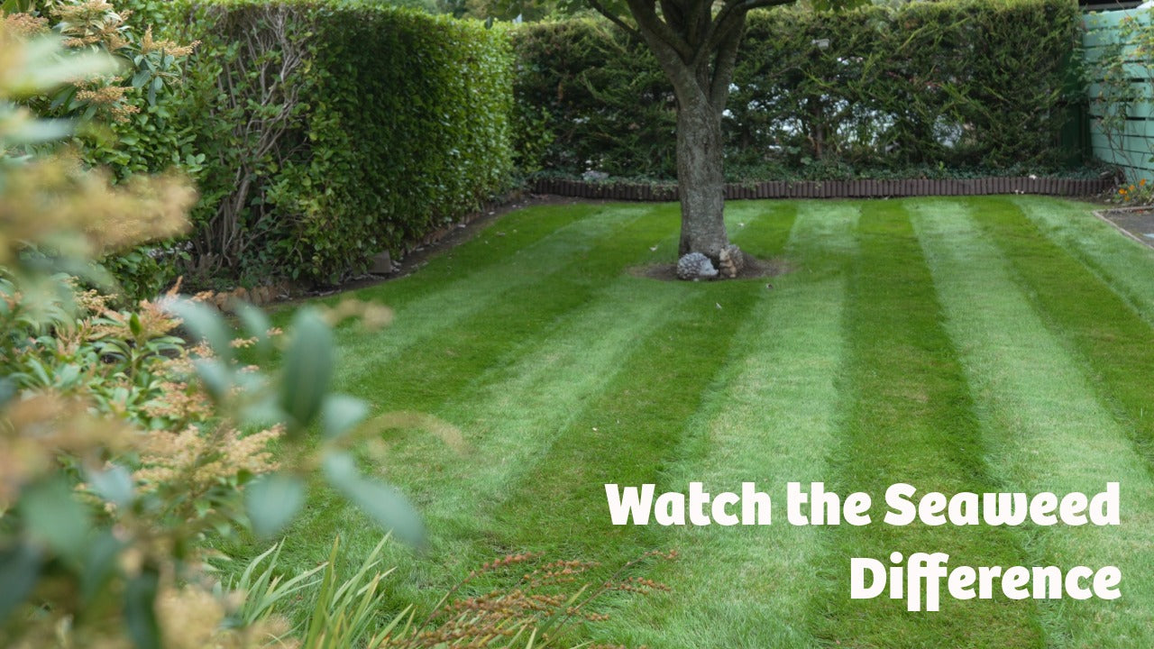 Translation missing: en.sections.video.load_video